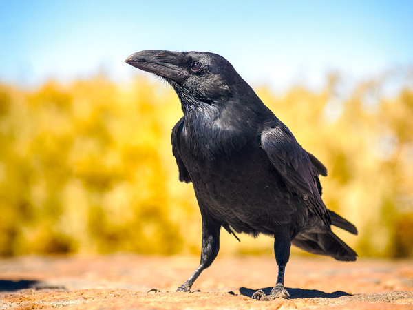 Kanarischer Rabe