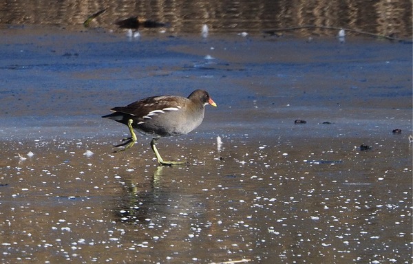 Eisläufer