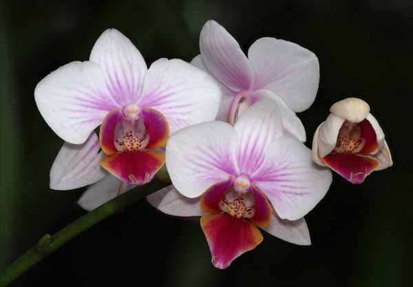 Phalaenopsis - Hybride
