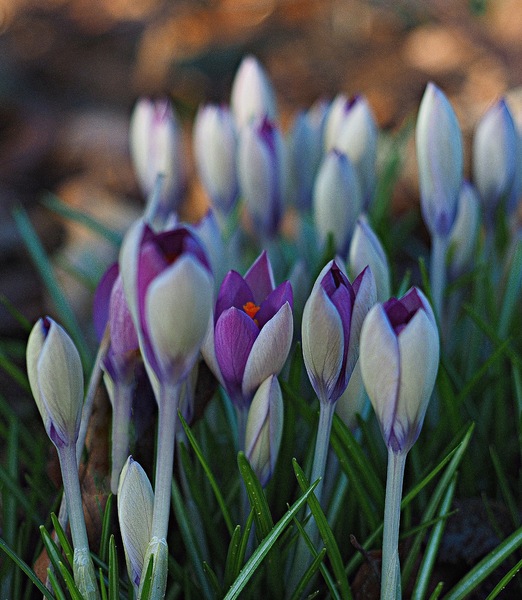 Wenn die Krokusse blühen ... ist Frühling ...