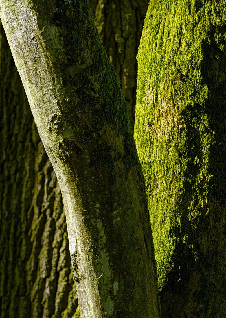 In der Natur