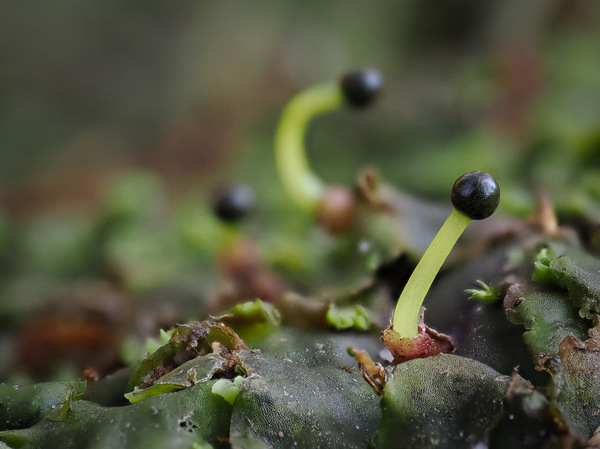 Pellia epiphylla, junge Sporogone