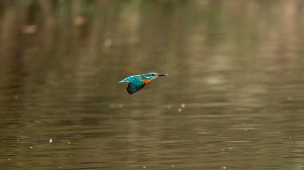 Blaue Pfeil.