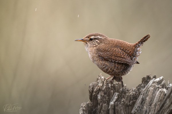 Zaunkönig im Regen