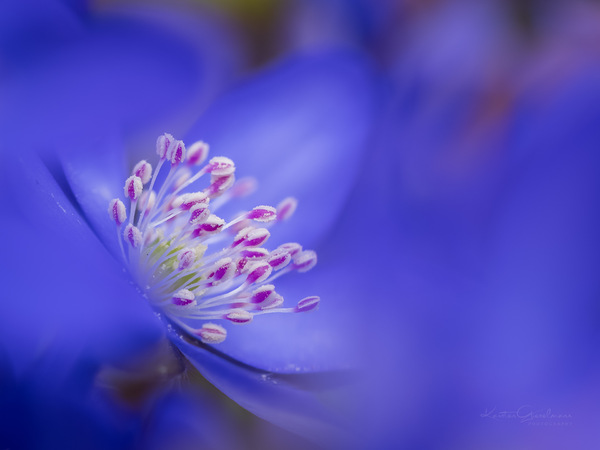 Leberblümchenblau