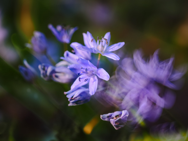 Blau III