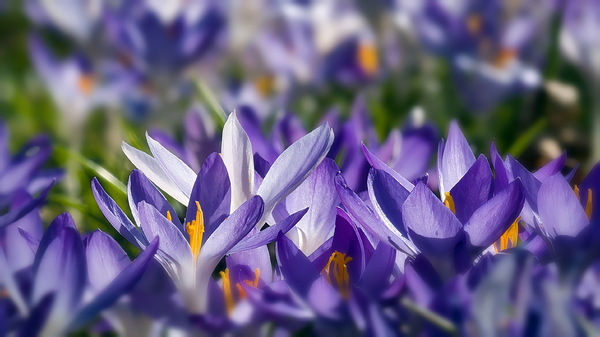 Farben des Frühlings.jpg