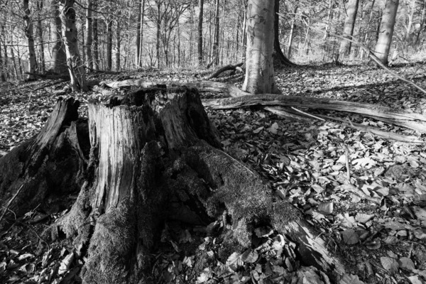 WT-KW 14/15   Der Wald..