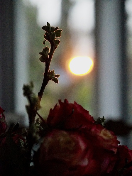WT KW12/13 Schatten des letzten Sonnenlichts...