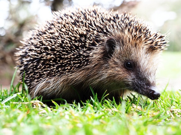 Igel 3
