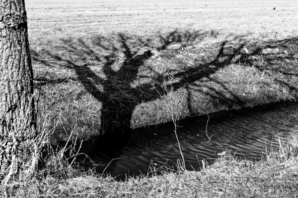 WT-KW12/13: Schatten des Baumes