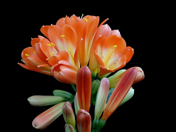 Clivia miniata ...