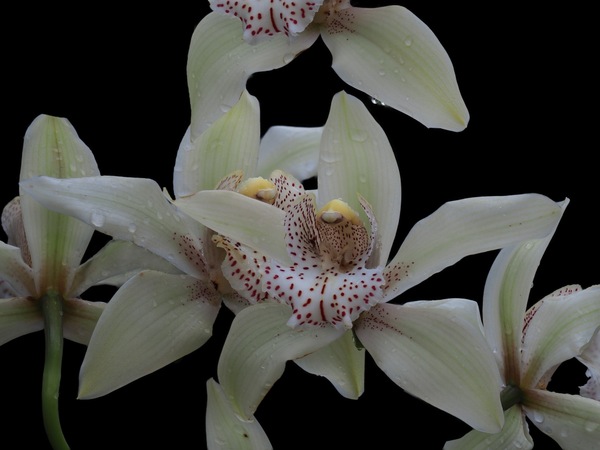 Cymbidium 'Brockhurst'...