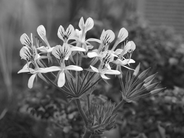 WT-KW14/15: Pelargonien/Geranien