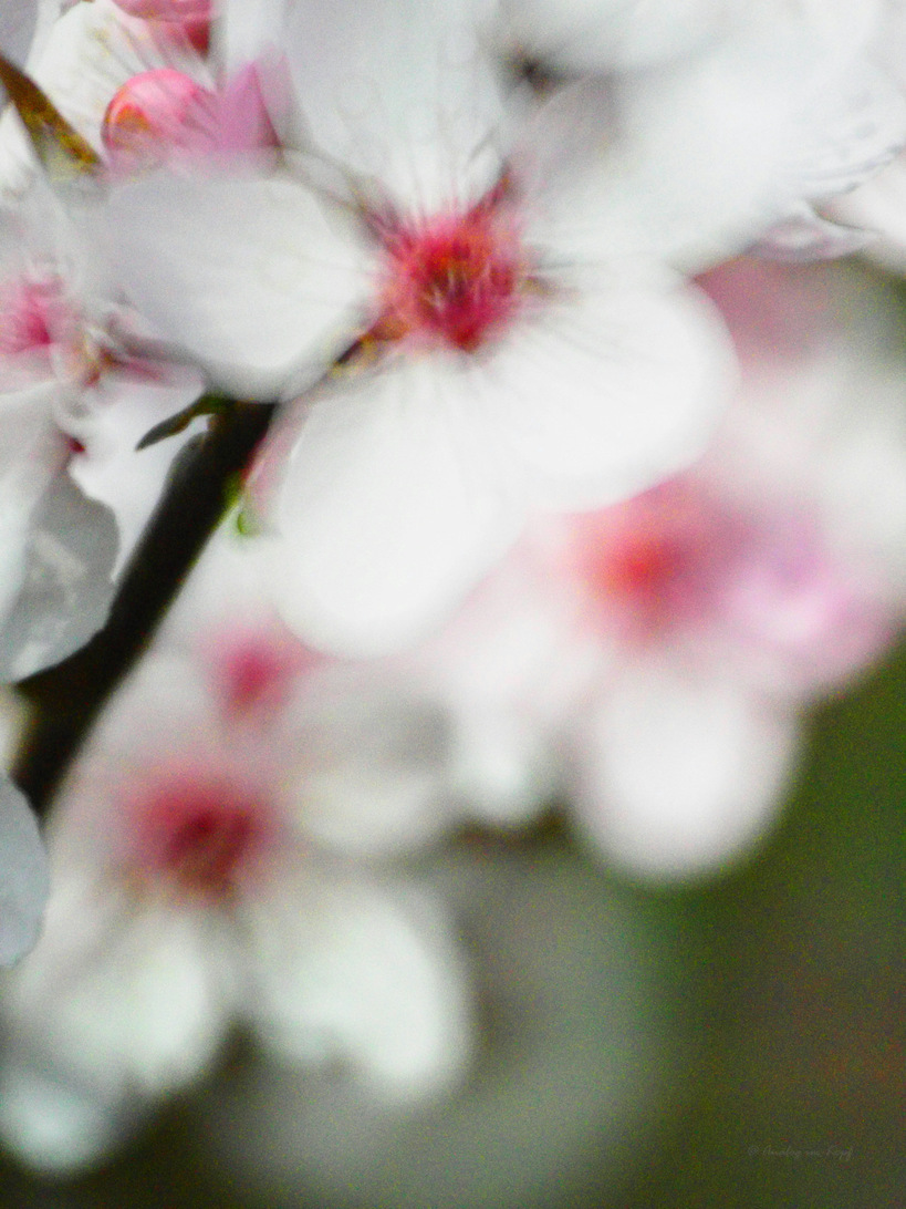 Blumenmalerei mit dem 500er.jpg