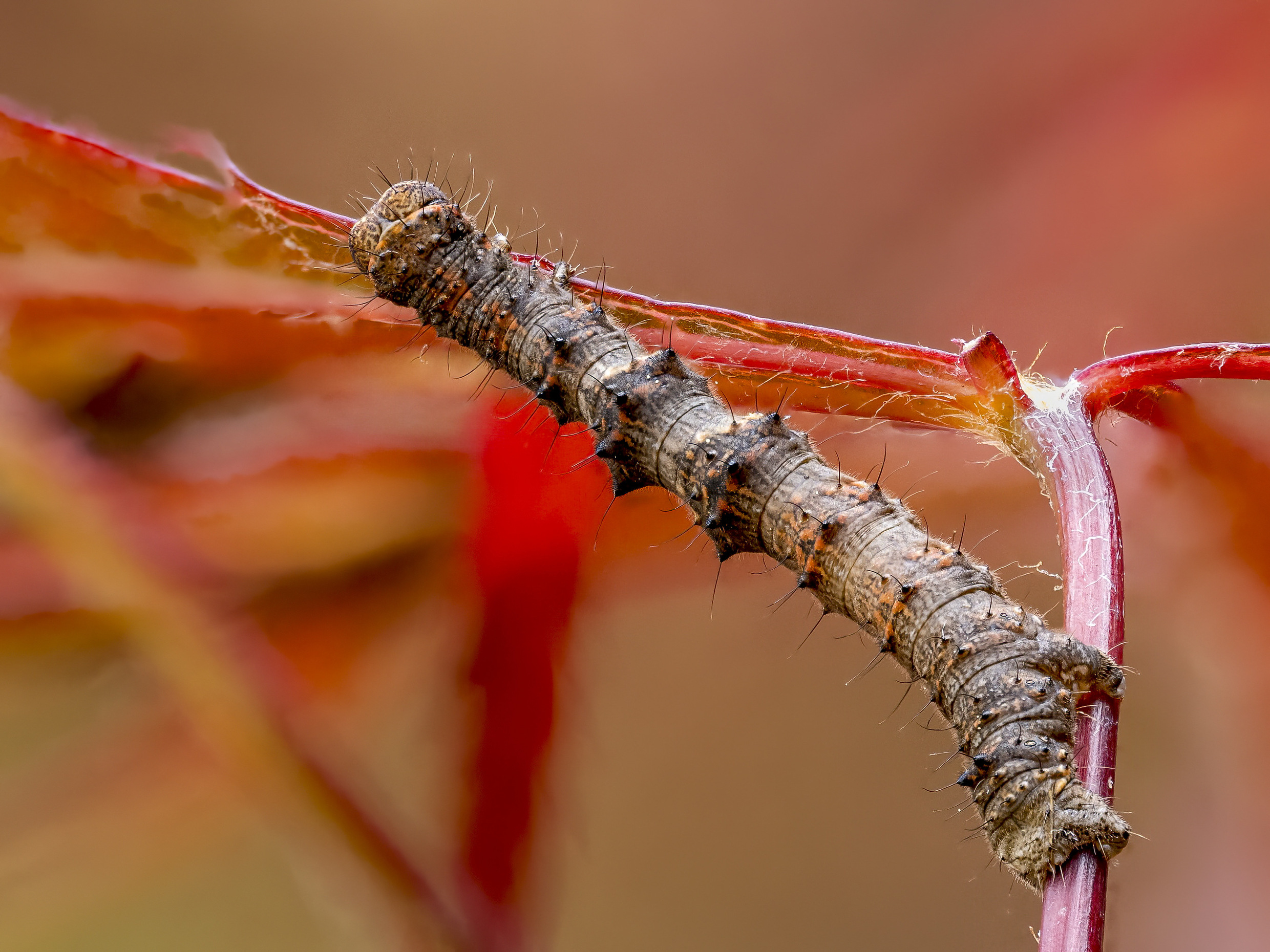 KLEINES GANZ GROß, Makrofotografie