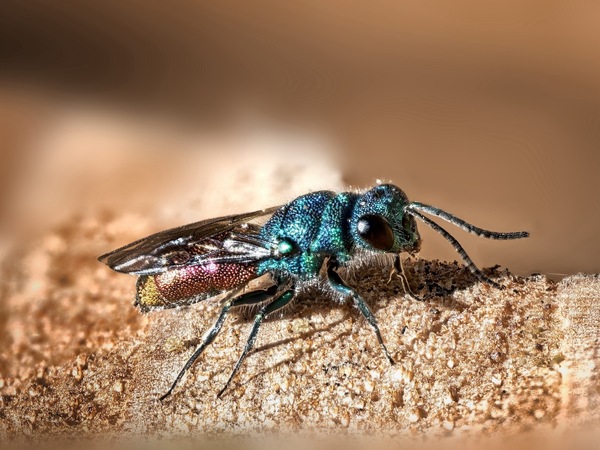 Goldwespe Chrysis ignata