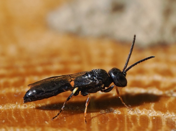 Maskenbiene