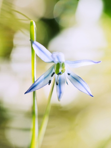 Sternhyazinthe