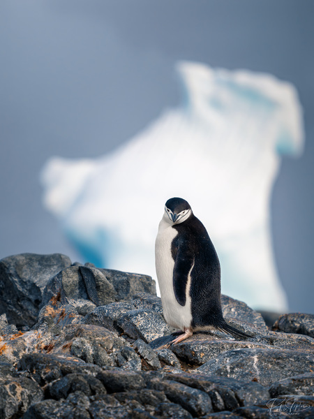 Chinstrap Pinguin