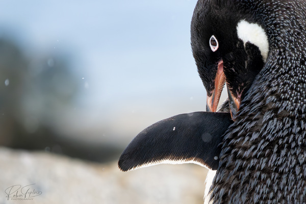 Carnivorus Penguinos
