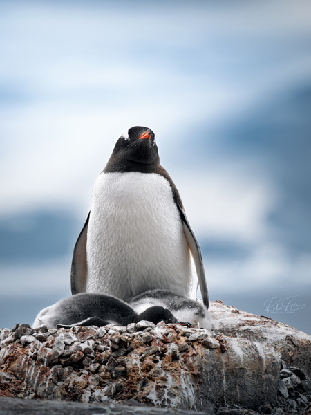 Pinguin-Familie