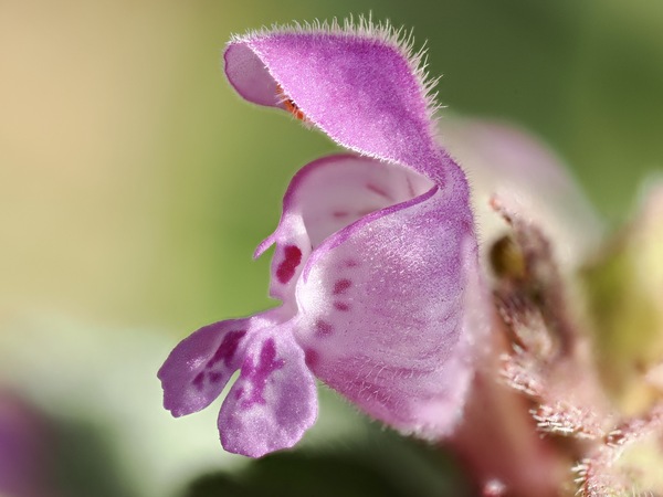 Taubnesselblüte