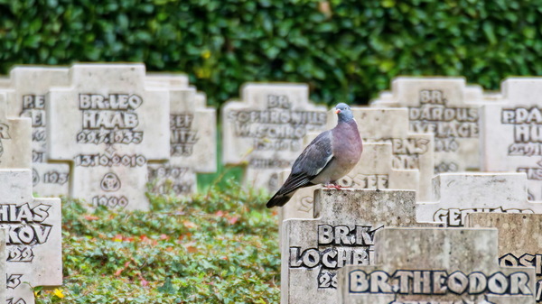 Eine Taube auf dem Friedhof der .....