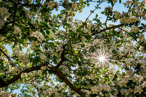 Apfelblüte..