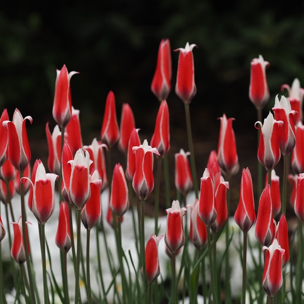 Damen Tulpe ...