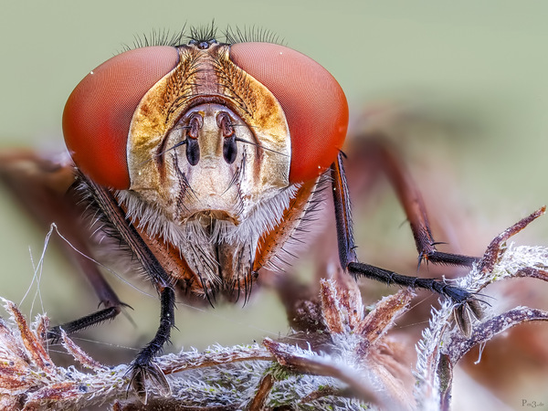TheFly ...