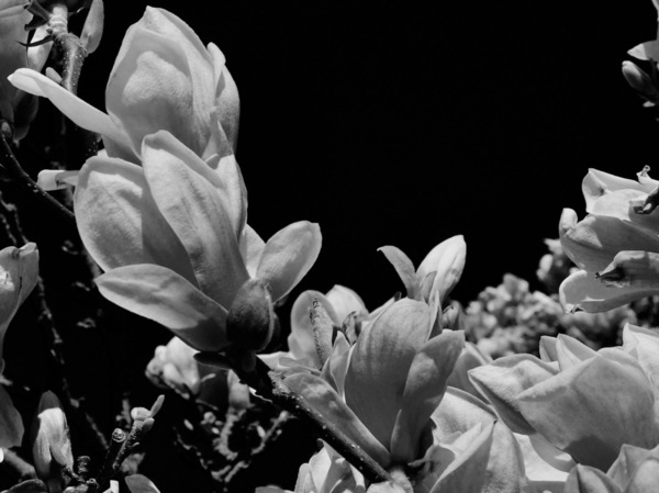WT 14:15 Magnolien in s:w.JPG