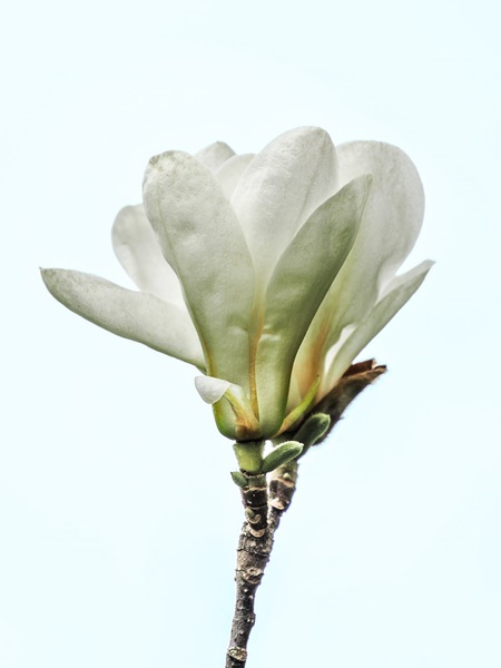 Magnolienblüte