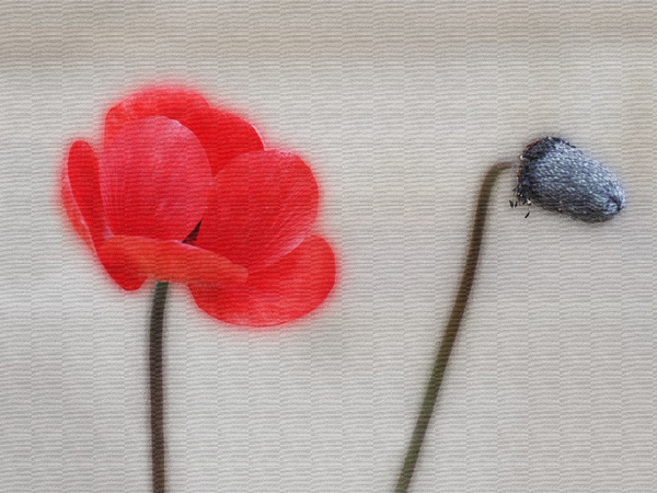 Blühender Mohn