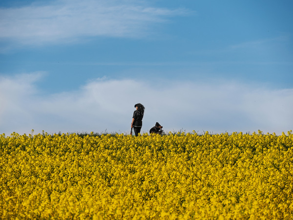Goldene Wege, treue Begleiter
