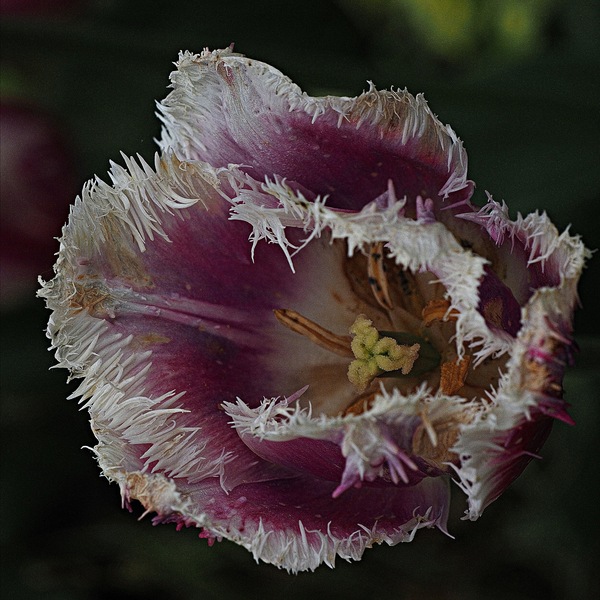Verblühende Tulpe ...