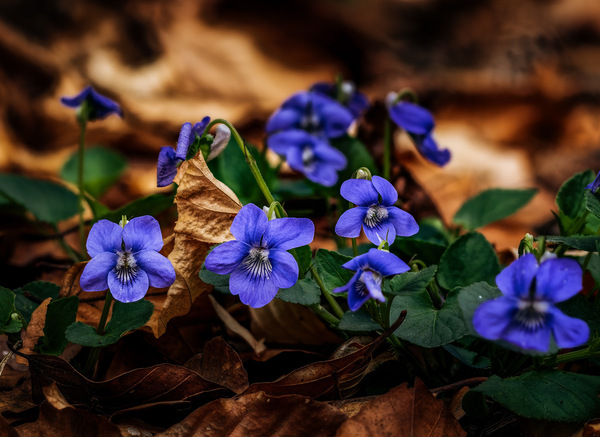 Veilchen im Wald