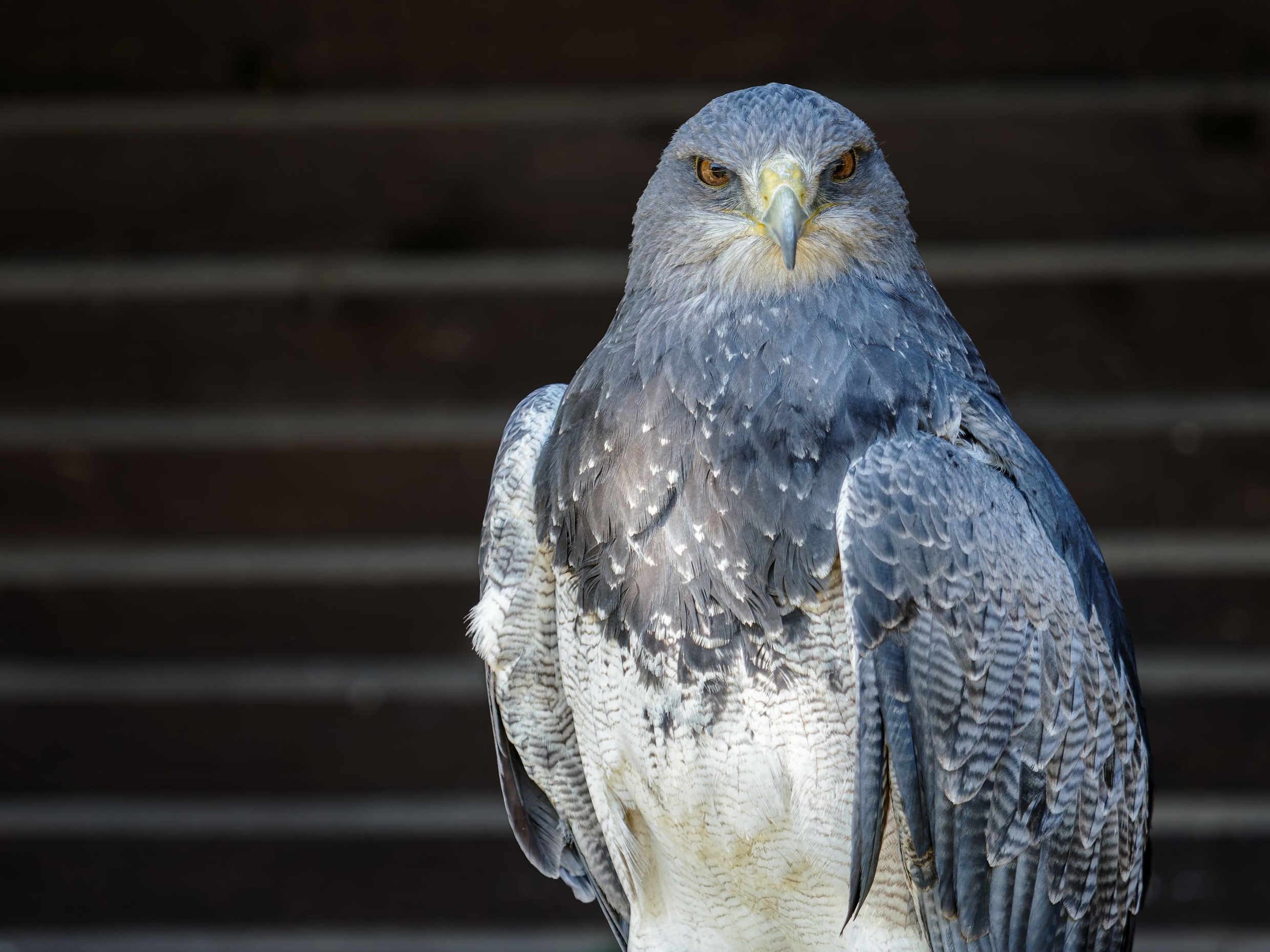 large.Adler(1).jpeg.b4c780a9cd201153a563