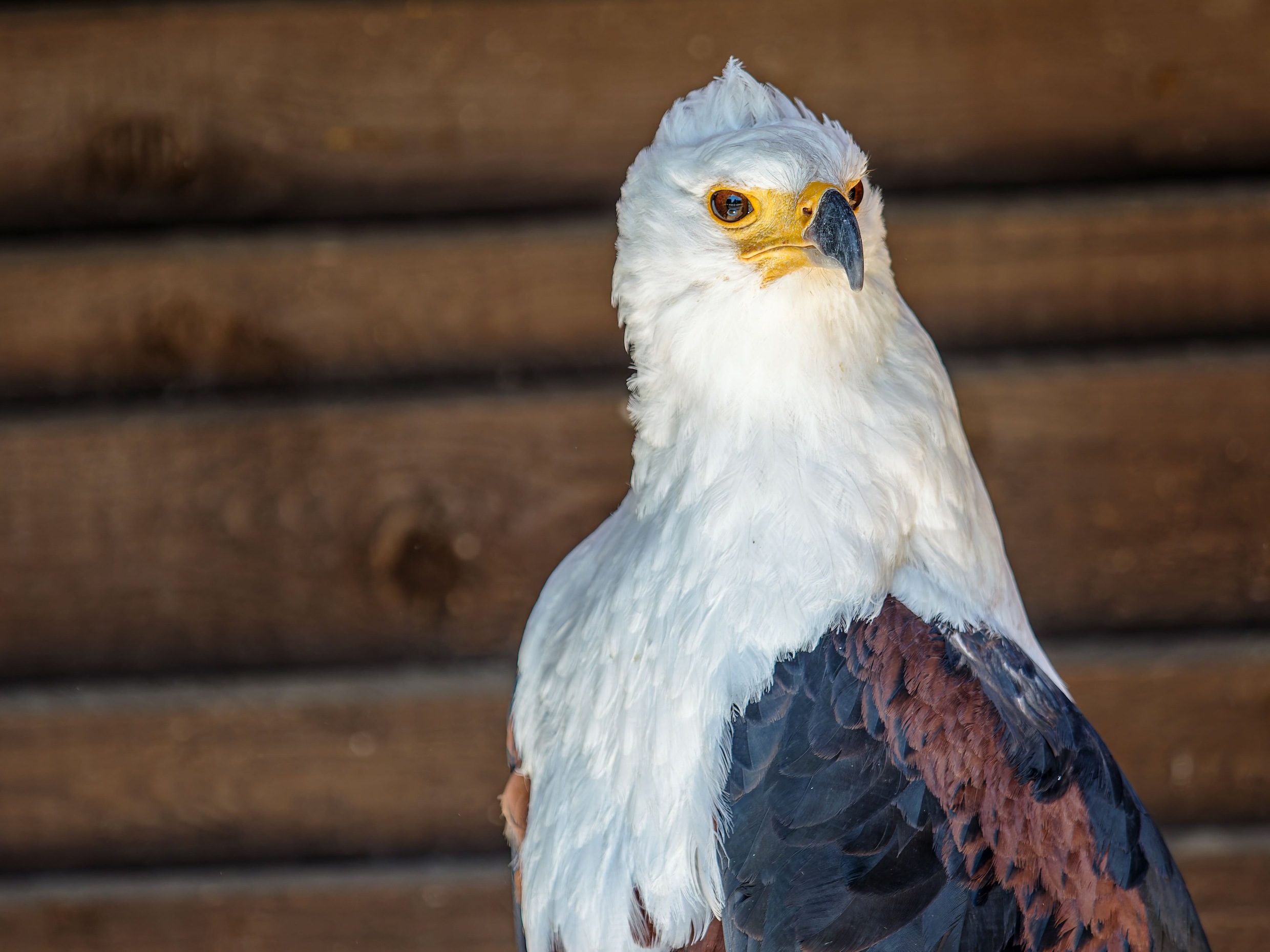 large.Adler.jpeg.fc7f7d86e6ee4ae2962ee82