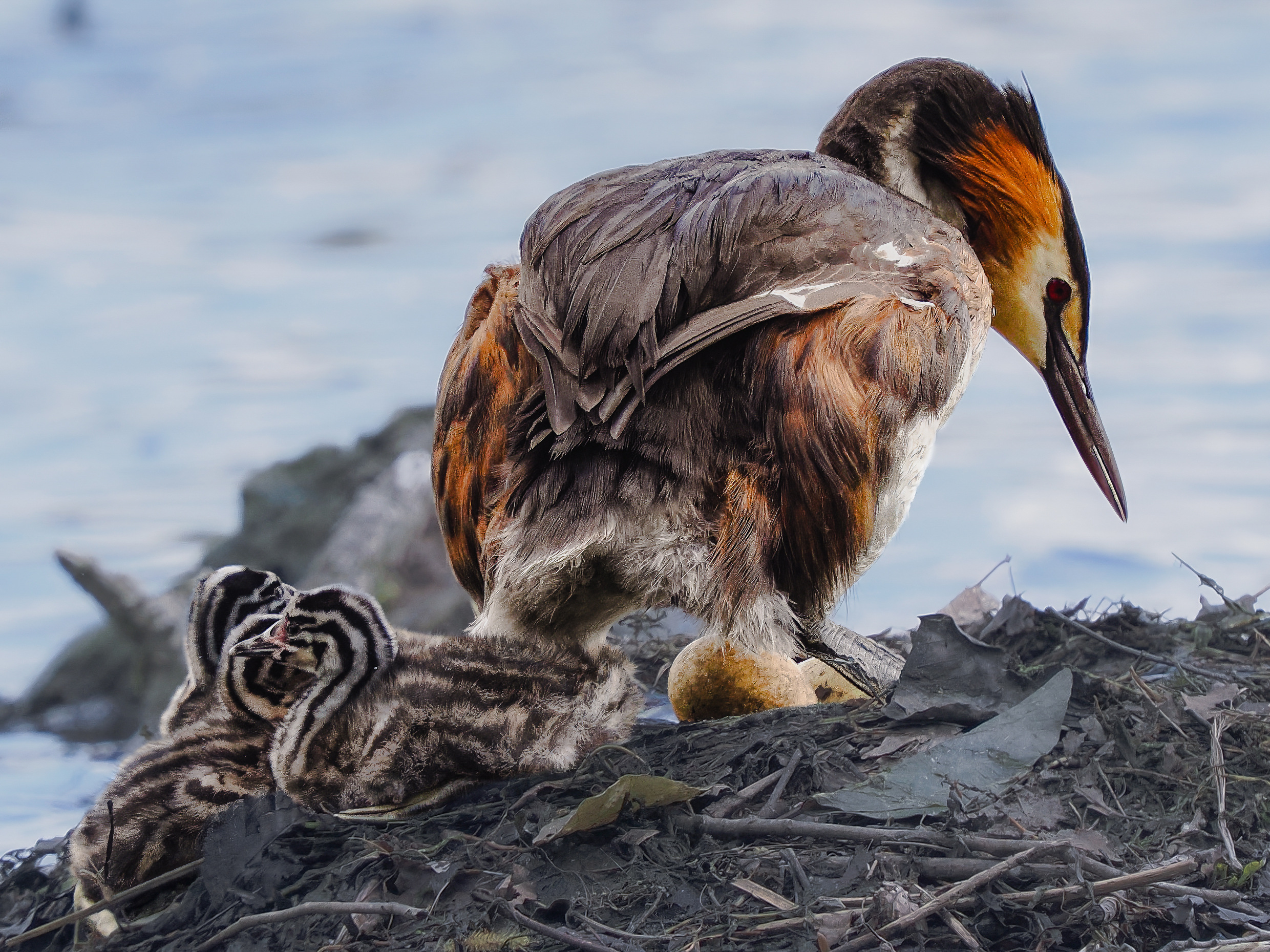 Birds in Action