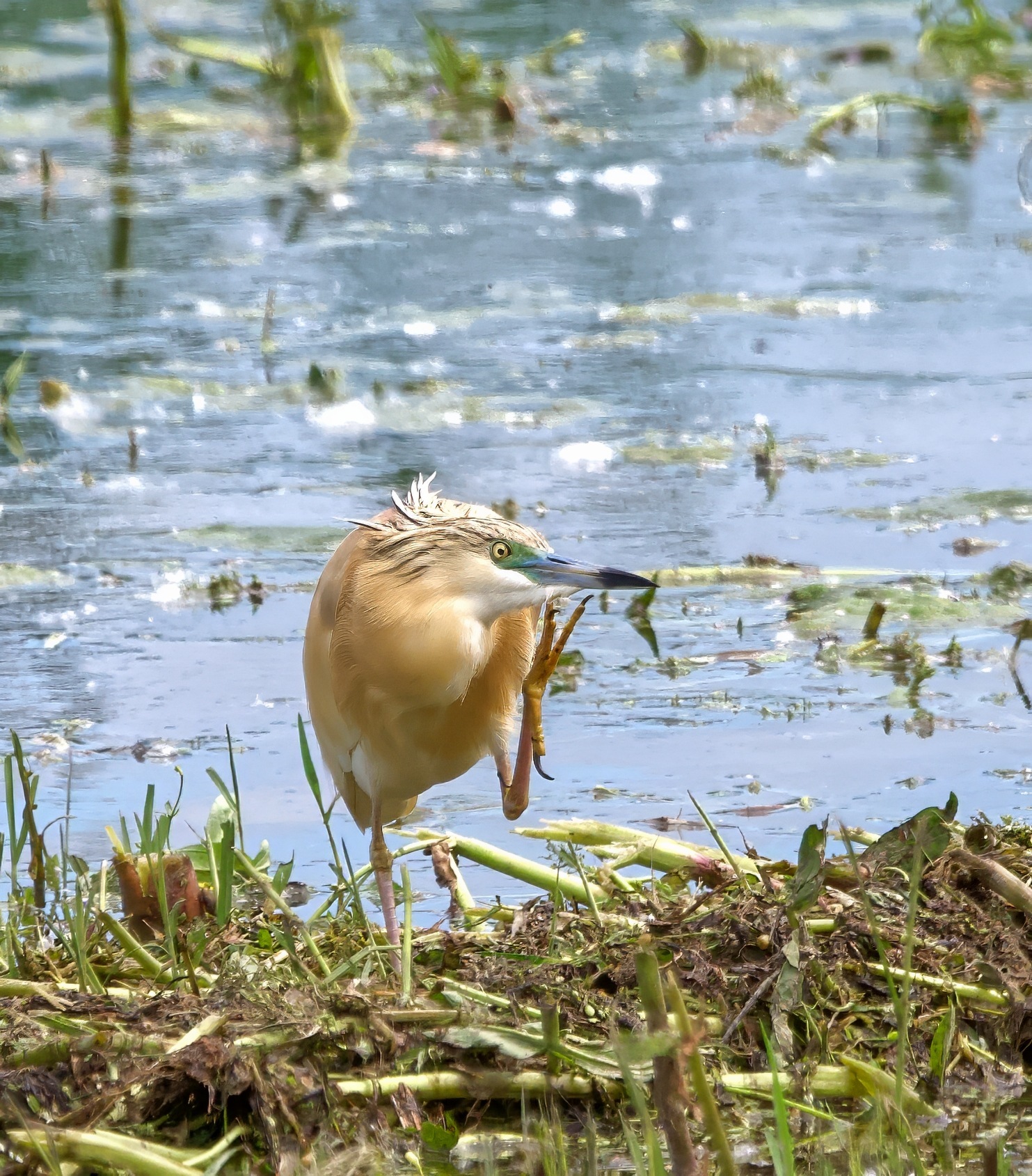 Rallenreier 2 Rallenreier 2