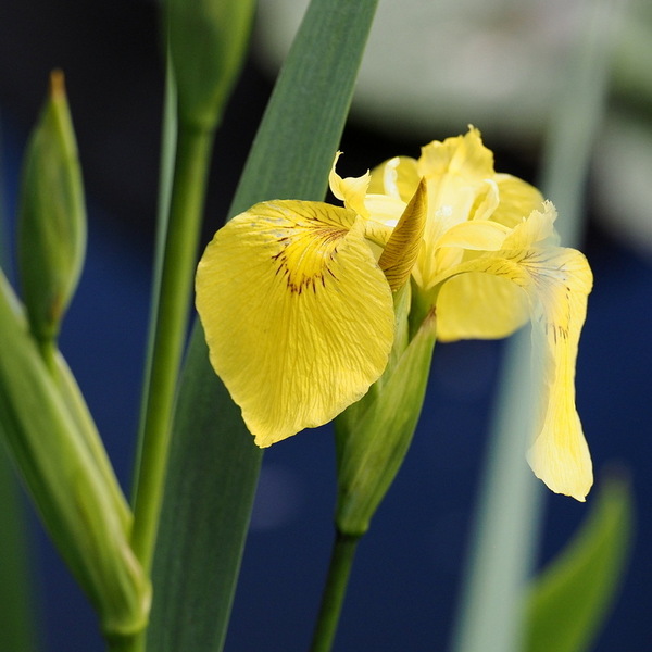 Iris am Teich