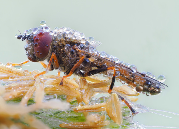Schwebfliege
