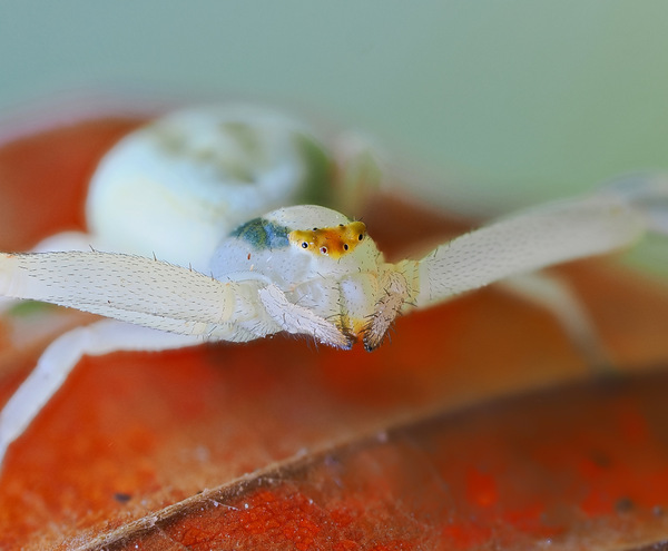 Krabbenspinne