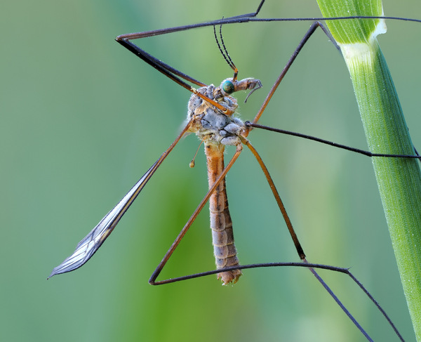 Tipula vernalis...