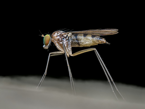 Neurigona quadrifasciata