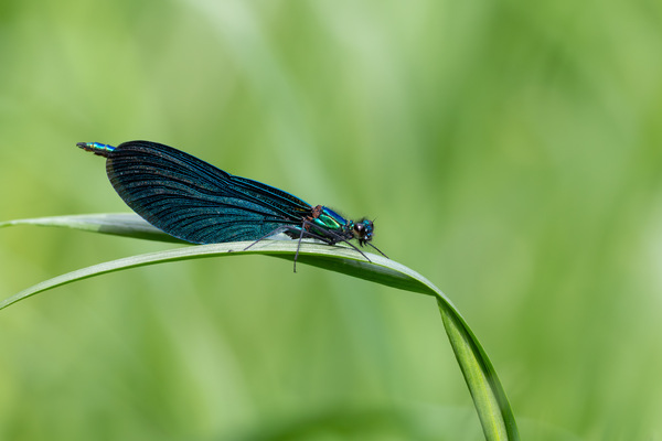 Prachtlibelle
