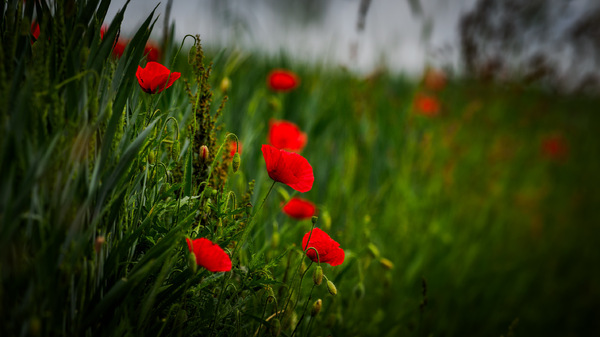 red & beautiful