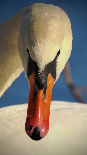 Höckerschwan