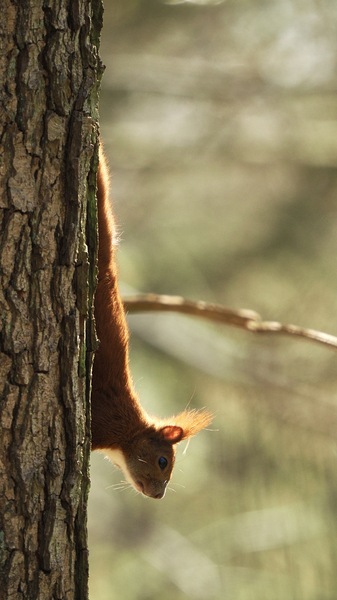 Eichhörnchen